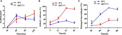 Deletion of the ATP2 Gene in Candida albicans Blocks Its Escape From Macrophage Clearance